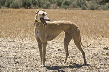 Naklejka na ściany i meble Purebred Spanish Greyhound, Andalusia, Spain