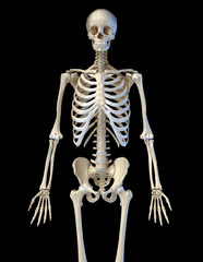 Human anatomy, bone skeleton viewed from the front.