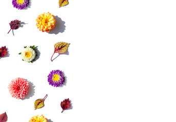 Colorful Autumn flowers and leaves frame on the white background. Copy space