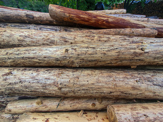Trees damaged from bark beetle
