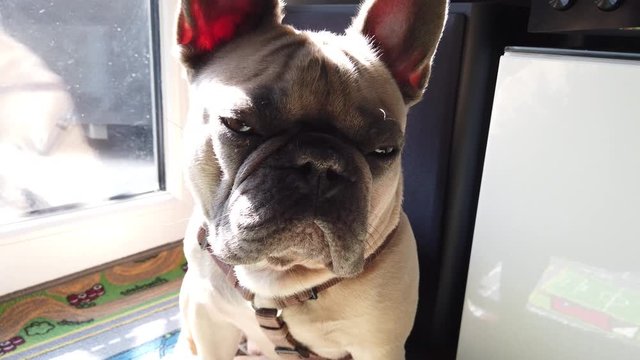 French bulldog sitting  beside a window