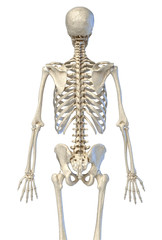 Human anatomy, bone skeleton viewed from the back.