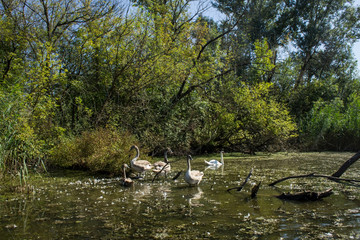 Swamp area Imperial Pond, Carska bara, Serbia. Large natural habitat for rare birds and other species.