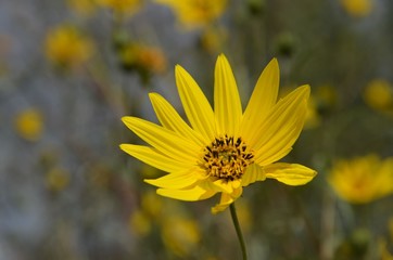 Kleinköpfige Sonnenblume Helianthus microcephalus - Lemon Queen