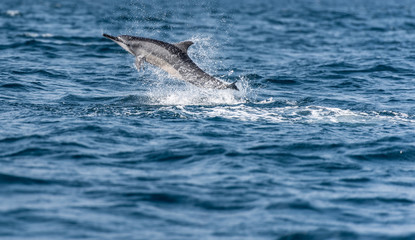 Whale and dolphin watching in Sri Lanka