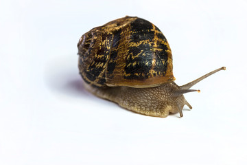 Snail isolated on the white background