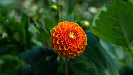 Happy, grey and black colored pig resting in the mud. Summertime in Österlen Sweden