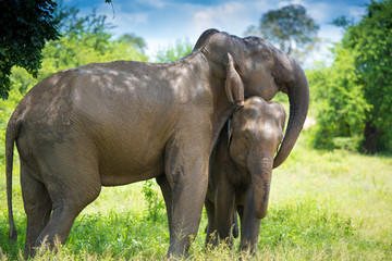 Fototapeta na wymiar Wild elephants in beautiful landscape in Sri Lanka