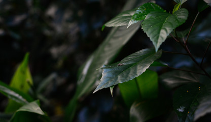 Green Leaves and lovely background in the garden 