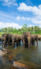 Naklejka na ściany i meble Wild elephants in beautiful landscape in Sri Lanka