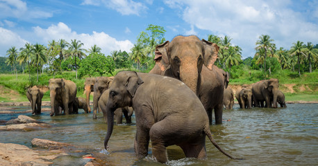 Fototapeta na wymiar Wild elephants in beautiful landscape in Sri Lanka