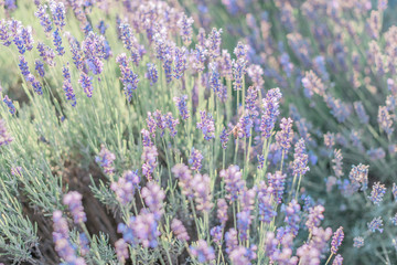 Lavender field