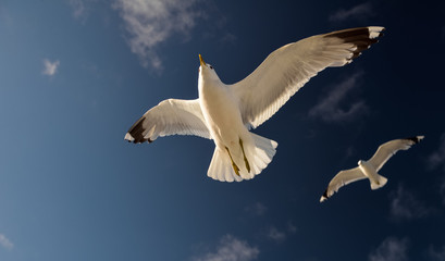 seagull