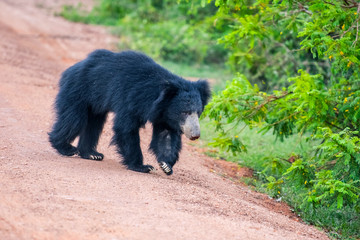 Fototapeta na wymiar Sri lankan bear in Yala national park, Sri Lanka