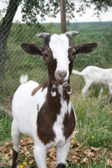 Fototapeta premium DOMESTIC GOAT IN THE FIELD