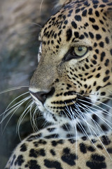 Naklejka na ściany i meble Sri lankan leopard in the jungle