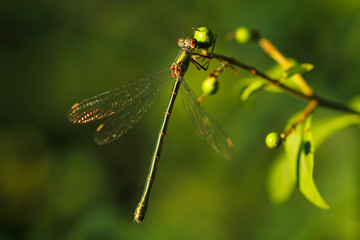 Weidenjungfer Libelle im Grünen Nahaufnahme Chalcolestes viridis