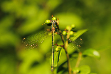 Weidenjungfer Libelle im Grünen Nahaufnahme Chalcolestes viridis