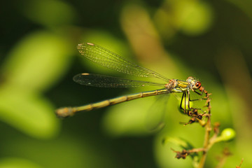 Weidenjungfer Libelle im Grünen Nahaufnahme Chalcolestes viridis