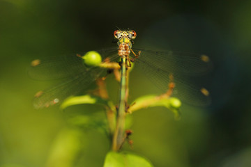 Weidenjungfer Libelle im Grünen Nahaufnahme Chalcolestes viridis