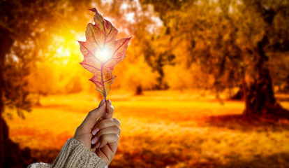 Autumn background with leaf held in woman's hand and with beautiful gold sunlight. Heart cut in leaf.
