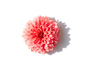 Pink Dahlia flower close up on the white background. Top view