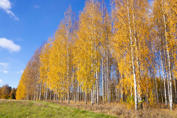 Old autumn birch trees with yellow leaves against background of blue sky. Sunny day in the fall forest.