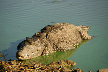 Cuban crocodile (Crocodylus rhombifer). Wild crocodile in water