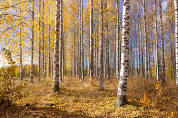 Old autumn birch trees with yellow leaves against background of blue sky. Sunny day in the fall forest.