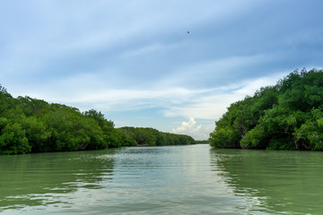 View of mangrove swamp in Yucatan