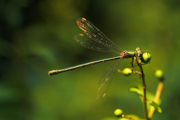 Weidenjungfer Libelle im Grünen Nahaufnahme Chalcolestes viridis