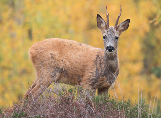 Wild deer outdoors in autumn nature © svenaw