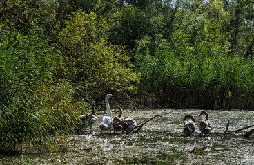 Swamp area Imperial Pond, Carska bara, Serbia. Large natural habitat for rare birds and other species.