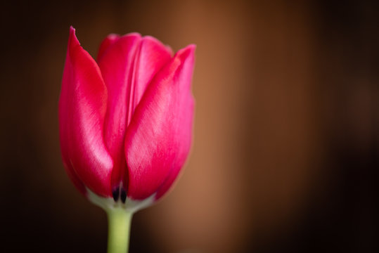 Bloom of beautiful single red tulip flower in front of a blurred brown background.