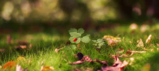 Ladybug on a green leaf close-up, macro, sunlight, blurred background with bokeh.