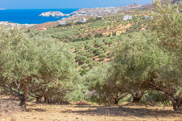 Fototapeta na wymiar Olive plantation with mountains and Aegean Sea on the background. Industrial agriculture growing olive trees. Growing olives. Olive trees Crete island Greece.