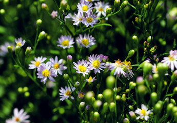 Lilac pale daisy spray flowers as well called Rhone Aster Sedifolius in summer meadow.