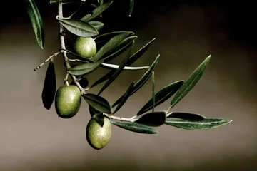 Wandaufkleber Grüne Oliven am Zweig mit Blättern, Jaen, Andalusien, Spanien © Felipe Caparrós