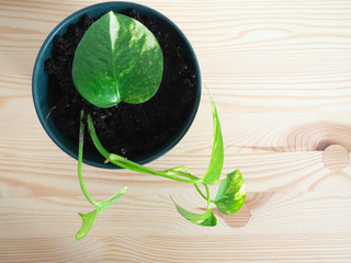 Top view of a devil's ivy plant in a container with a wooden background.