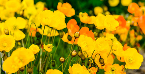 yellow poppies