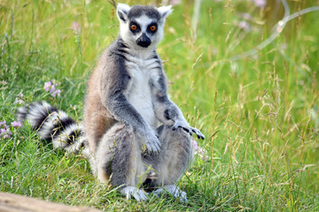 Obraz premium Cute Portrait of Lemur Catta Looking Surprising