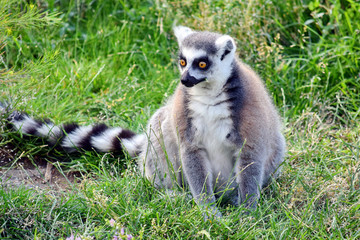 Cute Lemur Catta Eating Grass Portrait