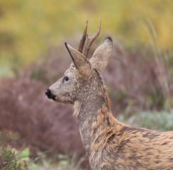 Wild deer outdoors in autumn nature