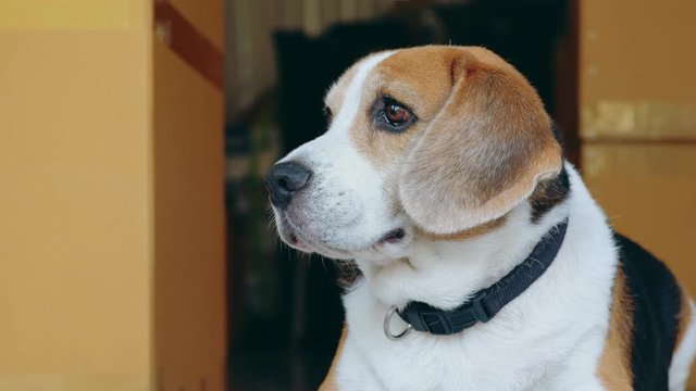 Lazy beagle dog sit on the floor and looking to some thing