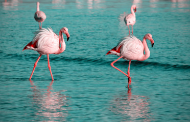 Wild african birds. Two birds of pink african flamingo  walking around the lagoon and looking for food