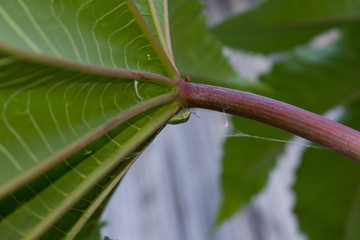 green leaf on tree
