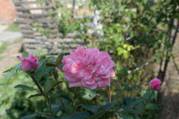 pink rose in the garden