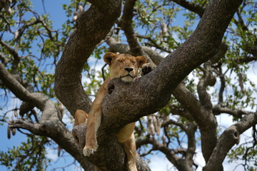 Löwin auf Baum