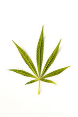 canabis on marijuana field farm sativa weed hemp hash plantation