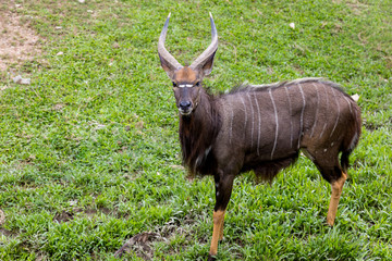 Barking deer living in nature. Barking deer on the field. Barking deer in forest.